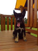 German/ Husky For Sale Holmesville OH Female-Jodie