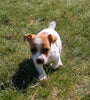 Jack Russell Terrier For Sale Fredericksburg OH Male-Charlie