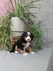 Mini F1B Bernedoodle For Sale Millersburg OH Female-Destiny