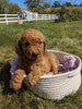 Mini Goldendoodle For Sale Fredericksburg OH Female-Winnie