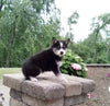 Pomsky For Sale Holmesville OH Male-Max