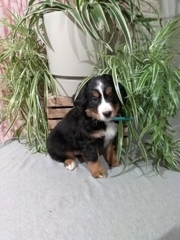 Mini F1B Bernedoodle For Sale Millersburg OH Male-Dallas