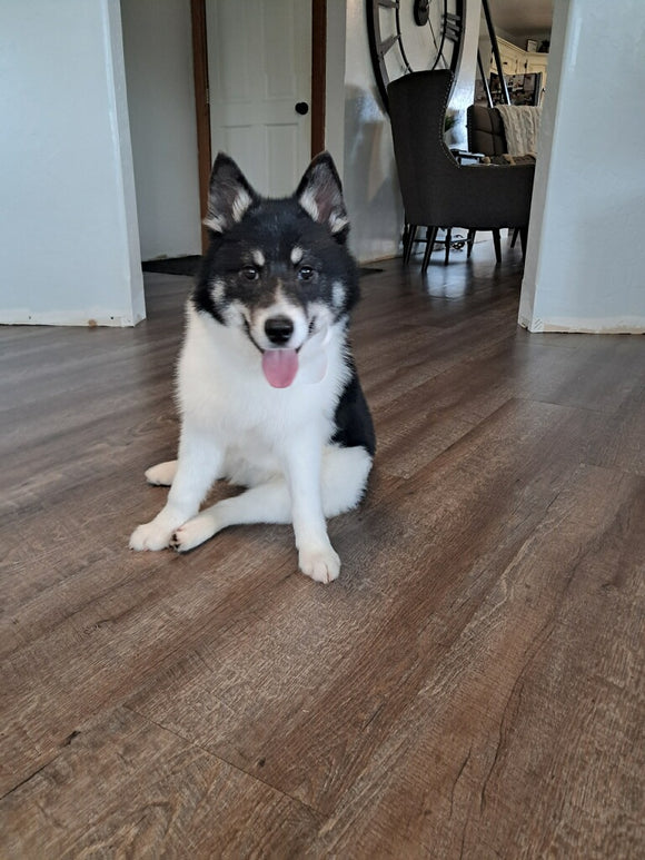 F1B Pomsky For Sale Sugarcreek OH