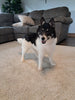 F1B Pomsky For Sale Sugarcreek OH