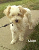 Maltipoo For Sale Holmesville OH Female-Macey