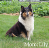 Collie Lassie For Sale Fredericksburg OH Female-Lindsey