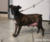 AKC Registered Boxer For Sale Fredericksburg OH Male-Payton