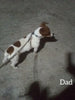 Jack Russell For Sale Millersburg OH Male-Cody