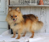 ACA Registered Pomeranian For Sale Millersburg OH Male-Bear