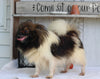 ACA Registered Pomeranian For Sale Millersburg OH Male-Butterscotch