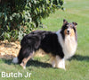 Collie Lassie For Sale Fredericksburg OH Male-Marc