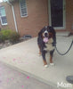 AKC Registered Bernese Mountain Dog For Sale Sugarcreek OH Male-Avery