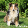 ACA Shetland Sheepdog For Sale Baltic OH Female-Joyce