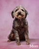 Mini F1B Aussiedoodle For Sale Applecreek OH Male-Romeo