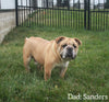 Boxer/Bulldog For Sale Fredericksburg OH Male-Brock