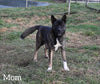 AKC Registered Akita For Sale Millersburg OH Female-Luna