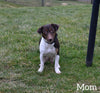 Jack Russell For Sale Millersburg OH Male-Cole