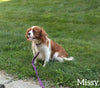 Cavapoo For Sale Sugarcreek OH Male-Titus