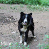 ABCA Registered Border Collie For Sale Warsaw OH Female-Willow