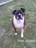Boxer/Bulldog For Sale Fredericksburg OH Female-Brooklyn
