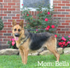 AKC Registered German Shepherd For Sale Millersburg OH Male-Bruiser