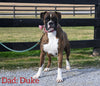 AKC Registered Boxer For Sale Fredericksburg OH Female-Nalah