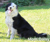 ABCA Registered Border Collie For Sale Warsaw OH Female-Misty
