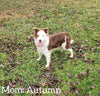 Border Collie For Sale Warsaw OH Female-Sadie