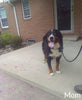AKC Registered Bernese Mountain Dog For Sale Sugarcreek OH Male-Lance