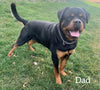 AKC Registered Rottweiler For Sale Sugarcreek OH Male-Diego