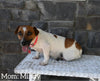 Jack Russell Terrier For Sale Holmesville OH Male-Manny