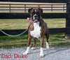 AKC Registered Boxer For Sale Fredericksburg OH Female-Dinah