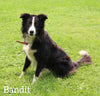 ABCA Registered Border Collie For Sale Warsaw OH Female-Angel