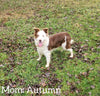 ABCA Registered Border Collie For Sale Warsaw OH Female-Dixie