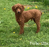 Mini Goldendoodle For Sale Millersburg OH Female-Tootsie