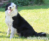 ABCA Registered Border Collie For Sale Warsaw OH Female-Queenie