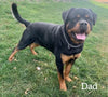 AKC Registered Rottweiler For Sale Sugarcreek OH Male-Ranger