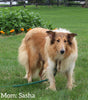 Collie Lassie For Sale Fredericksburg OH Female-Whitney