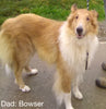 AKC Registered Collie Lassie For Sale Fredericksburg OH Female-Sadie