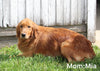 Goldendoodle For Sale Millersburg OH Male-Max