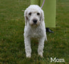 Mini F1BB Labradoodle For Sale Millersburg OH Female-Oma