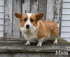 ACA Registered Welsh Corgi For Sale Millersburg OH Male-Wags