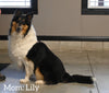 AKC Registered Collie Lassie For Sale Fredericksburg OH Female-Lucy