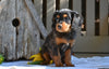 Cavapoo For Sale Millersburg OH-Rex