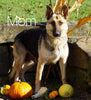 German Shepherd/ Siberian Husky Mix For Sale Millersburg, OH Female- Darla