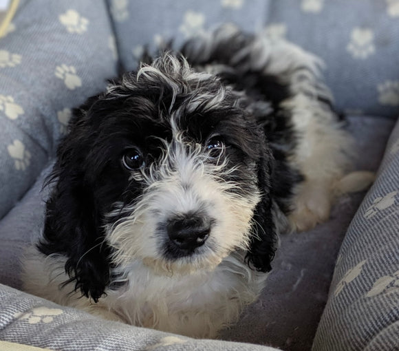 Cavachon For Sale Millersburg OH Male-Spencer