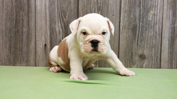 AKC Bulldog Puppy Bomber