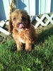 Cavapoo For Sale Sugarcreek OH Female-Rosy