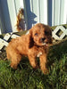 Cavapoo For Sale Sugarcreek OH Female-Rosy