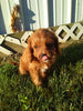 Cavapoo For Sale Sugarcreek OH Female-Rosy